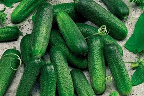 Секреты успешного выращивания огурцов Гармония