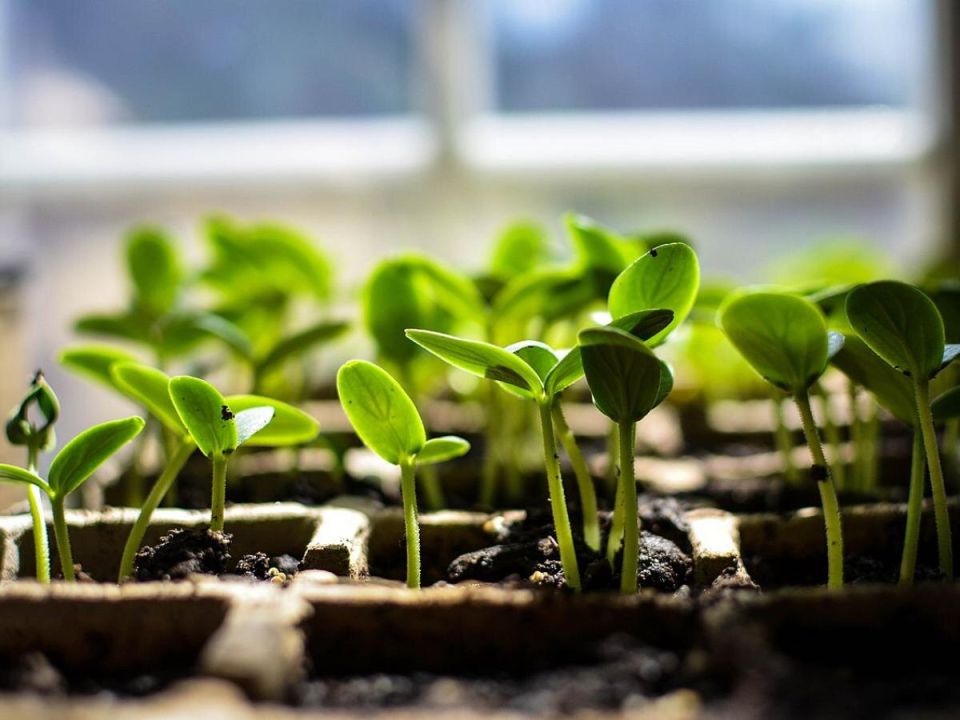 Где найти свежие огурцы круглый год: выращивание на подоконнике