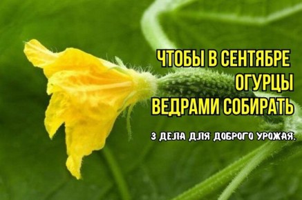 Как обеспечить обильный сбор огурцов в сентябре: рекомендации агрономов