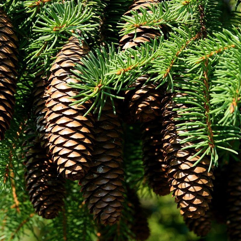 Почему дачники любят собирать сосновые шишки