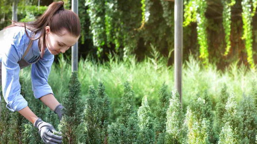 Как неверная посадка туй может стоить садоводу всей красоты своего сада