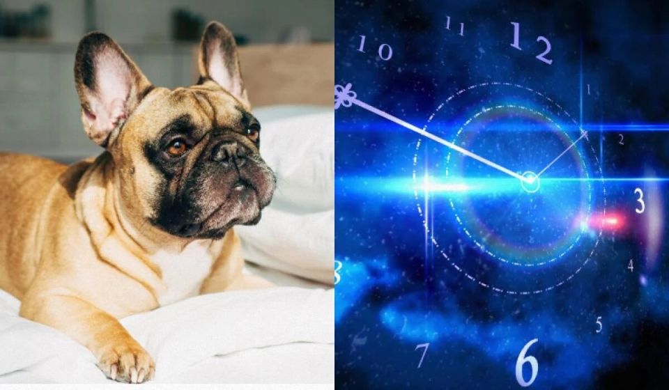 Как собака может отразить ваш зодиакальный характер