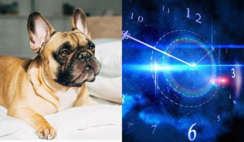 Как собака может отразить ваш зодиакальный характер
