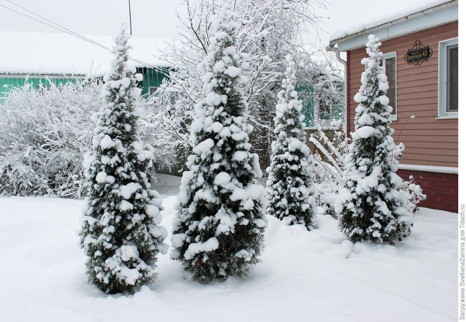 Как защитить хвойные растения зимой: советы для заботливых садоводов