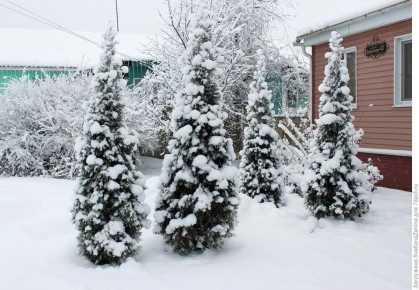 Как защитить хвойные растения зимой: советы для заботливых садоводов