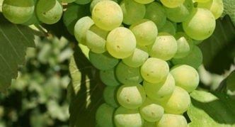 Виноград Платовский: новый фаворит среди виноградарей