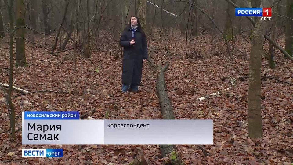 В Орловской области усилят контроль за "черными лесорубами"