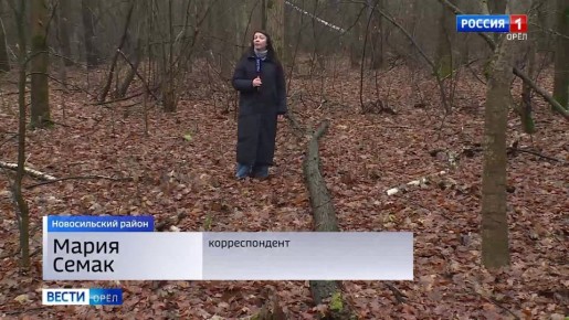 В Орловской области усилят контроль за "черными лесорубами"