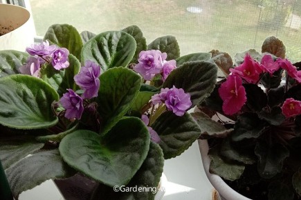 Из листа в цветущий рай: секреты успешного размножения фиалок