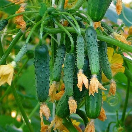 Почему огурцы не всегда радуют пучками: мифы и реальность