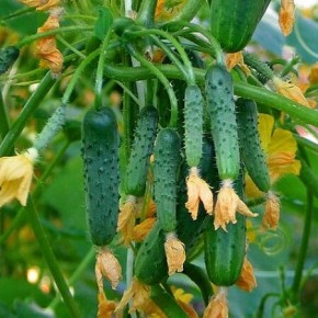 Почему огурцы не всегда радуют пучками: мифы и реальность