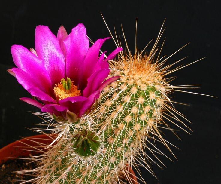 Кактусы для начинающих: выбираем лучшие виды для вашего дома