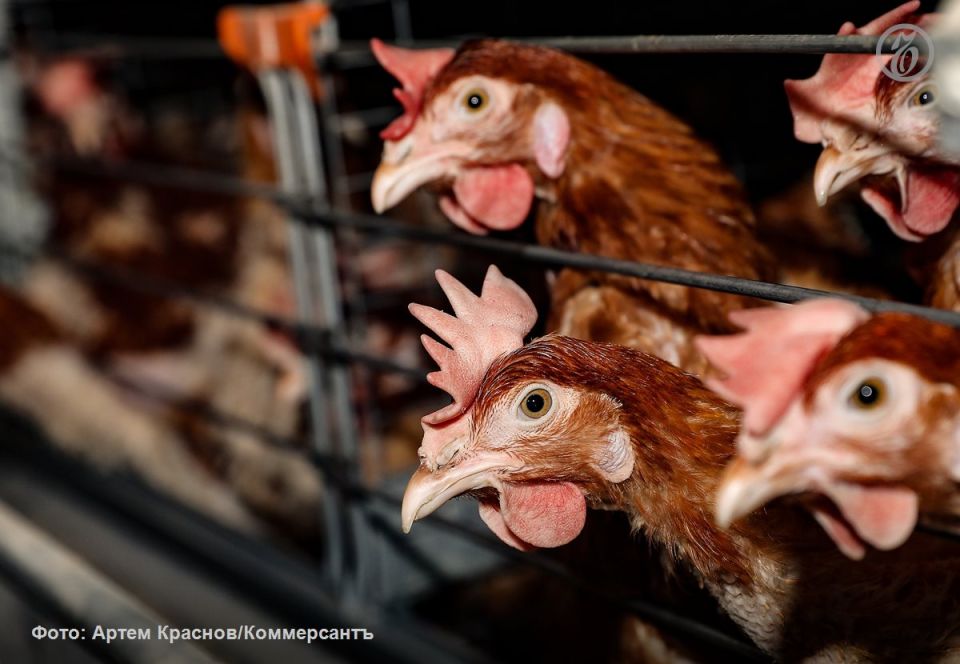 Бизнесмен Петр Будагов хочет построить под Орлом птицефабрику за 1,1 млрд