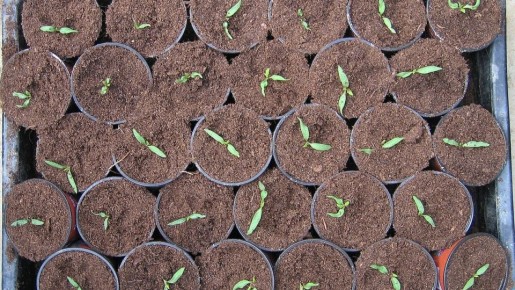 Как закаливание растений помогает им противостоять стихии