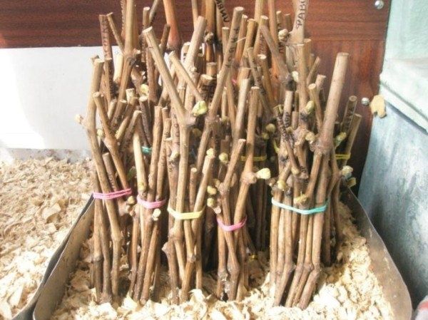 От старых кустов к новым сортам: искусство прививки винограда