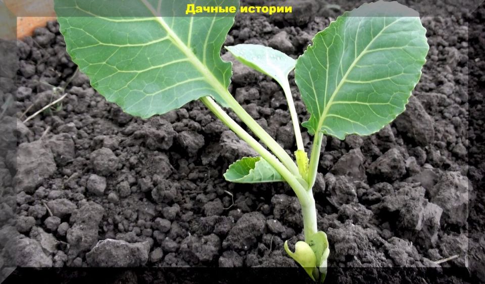 Как добиться рекордного урожая капусты: секреты успешной высадки