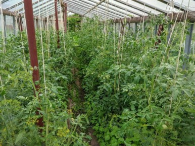 Настой из листьев помидоров: натуральный союзник в борьбе с вредителями