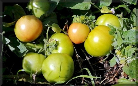 Томаты для любого огорода: Как выбрать лучшие сорта для теплицы и открытого грунта