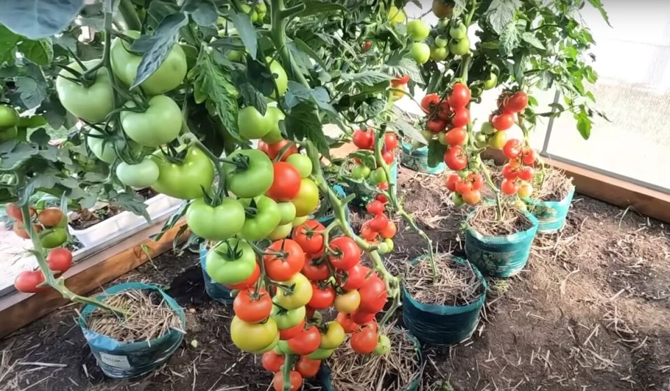 Как вершкование томатов помогает увеличить урожай и ускорить созревание