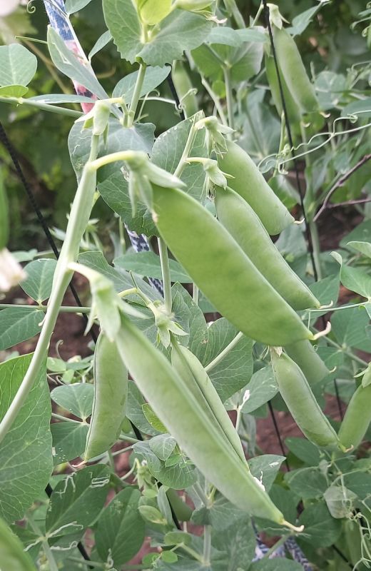 Разоблачение мифа: почему уникальность сада важнее универсальных рекомендаций