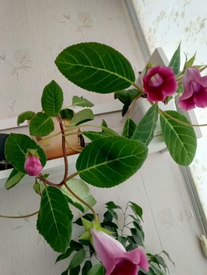 Неожиданная боль в ноге: как с ней справиться перед отпуском?