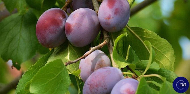 Как избежать распространенных ошибок при выращивании косточковых фруктов