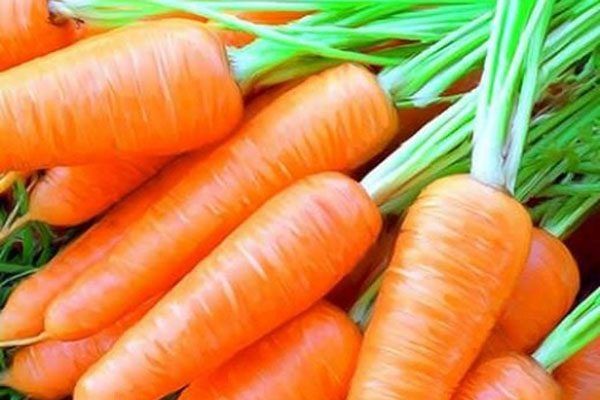 Морковь Абако: лучший выбор для огородников в 2025 году
