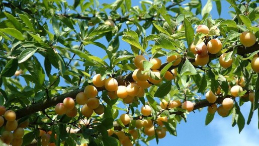 Сливы: сладкие плоды с множеством преимуществ для здоровья