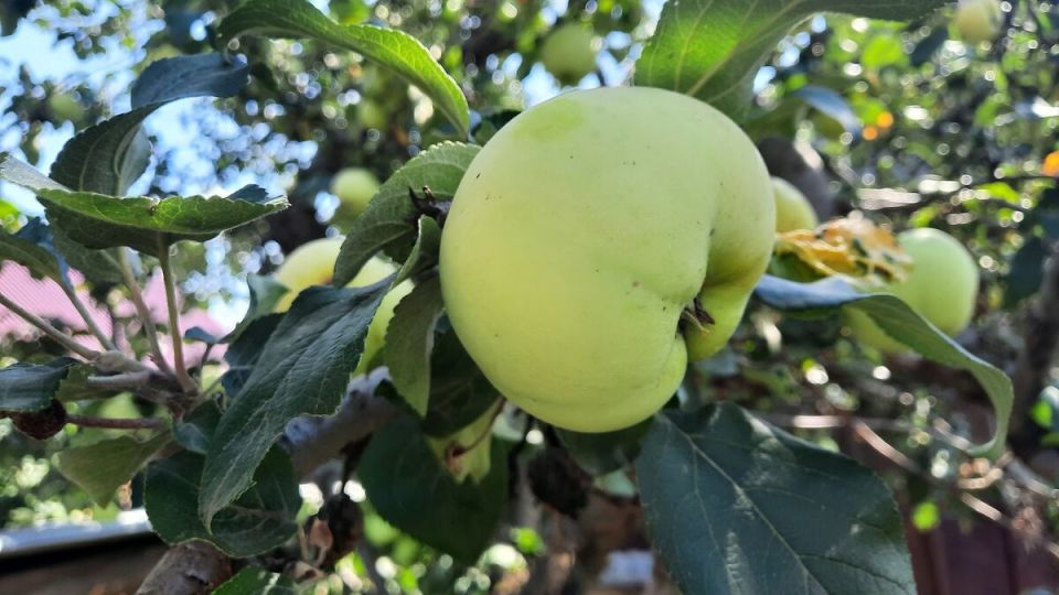 Необычный способ увеличения урожая: загадочные пакеты на деревьях