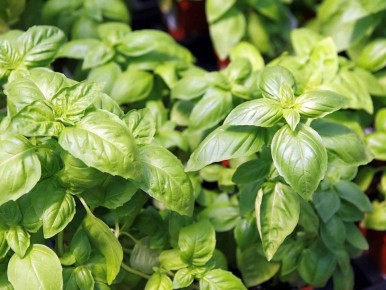 Как вернуть яркий аромат базилика в знойное лето