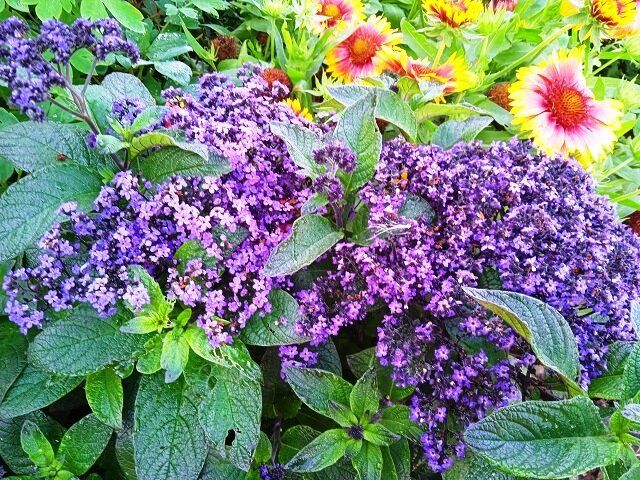 Гелиотроп: секреты успешного выращивания из семян