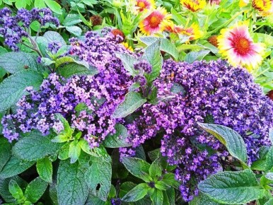 Гелиотроп: секреты успешного выращивания из семян