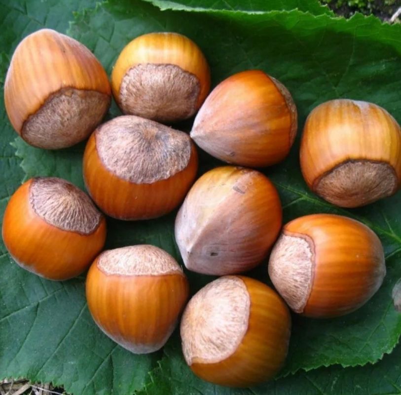 Фундук: тайны и загадки короля лесов