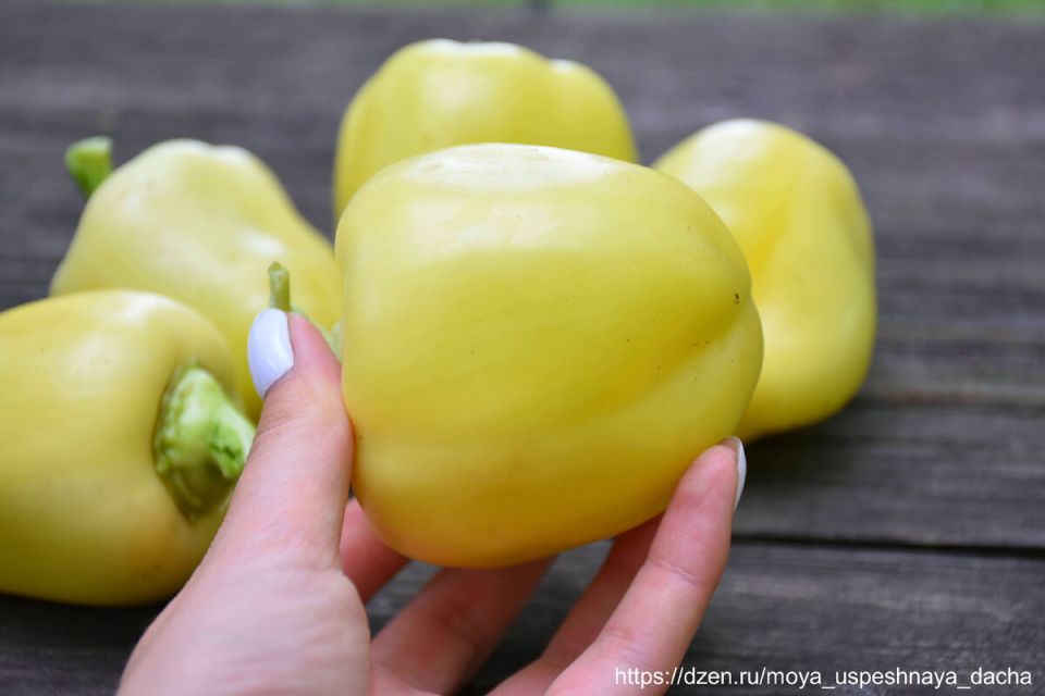 Невероятные сладкие перцы: как получить богатый урожай в этом сезоне