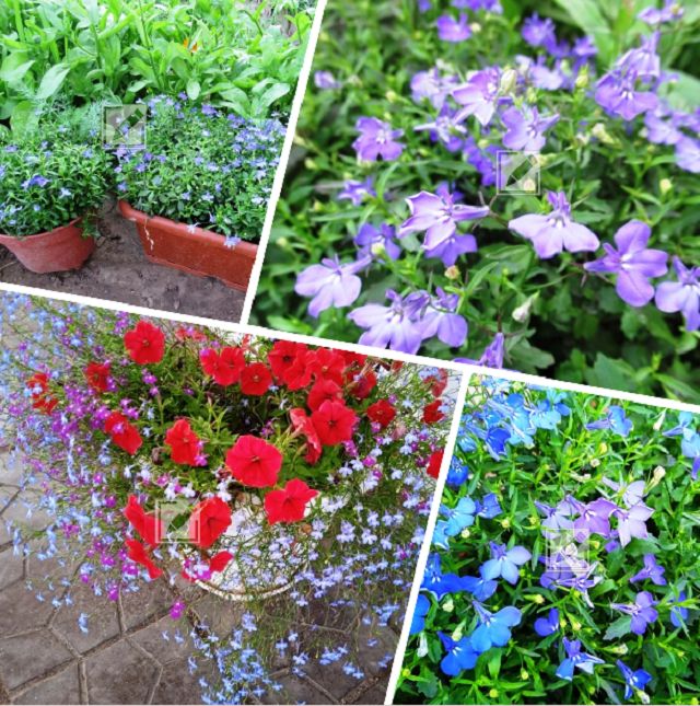 Секреты пышного цветения лобелии: как сохранить красоту до конца лета