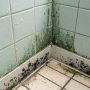 Грибок в ванной: как избавиться и не допустить его возвращения