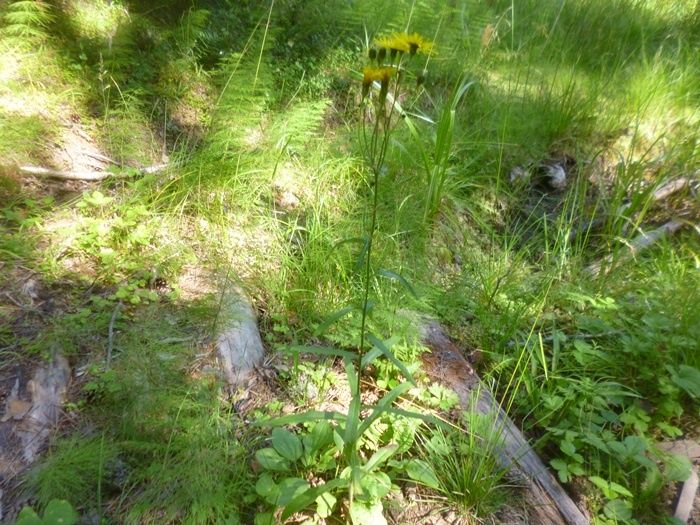 Очарование ястребинки зонтичной