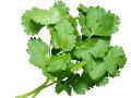 Почему одни любят кинзу, а другие её ненавидят: тайна вкуса