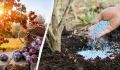 Как осенние подкормки могут увеличить урожай вишни и сливы на следующий год