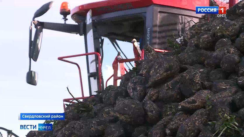 В Орловской области собрали рекордный урожай свеклы