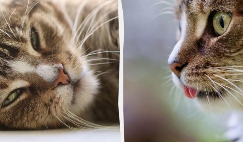 Почему кошки выбирают подушки: пять причин их любви к уюту