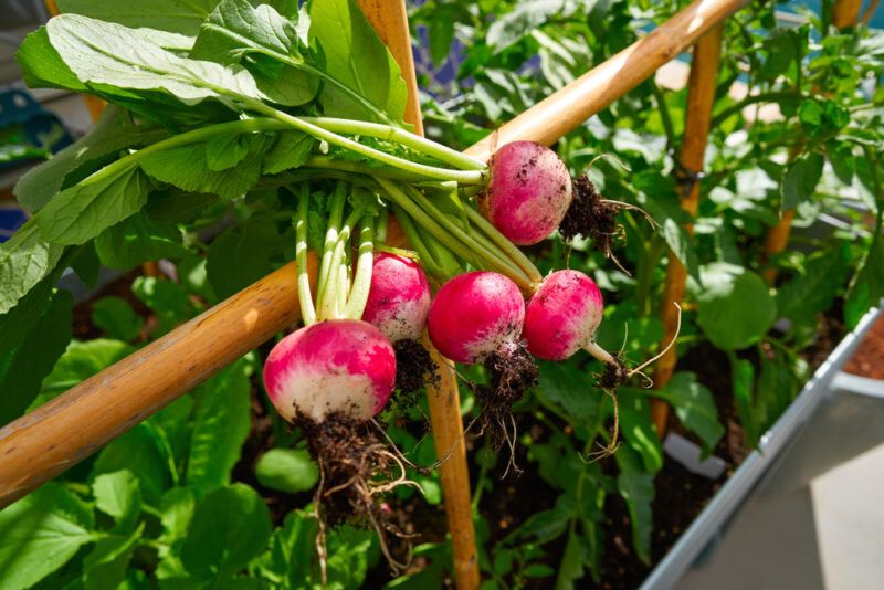 Как летом вырастить редис: советы, о которых стоит знать