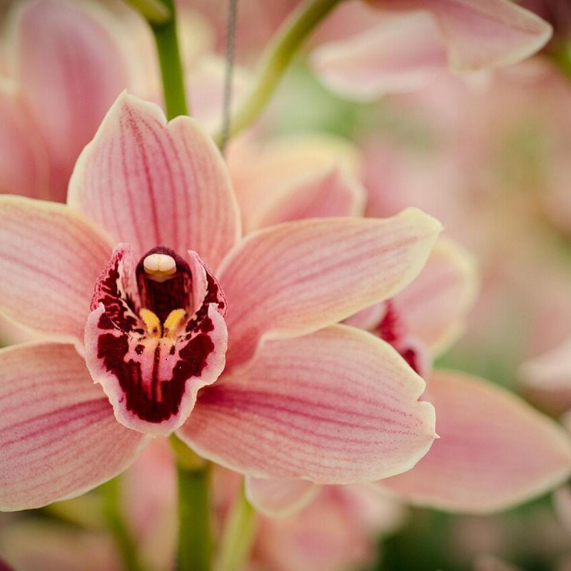 Уход за орхидеями: от простого к сложному