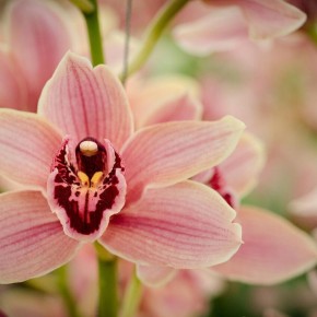 Уход за орхидеями: от простого к сложному