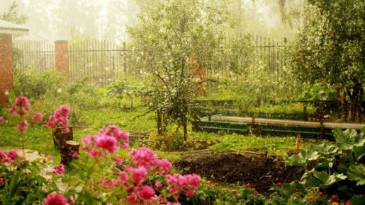 Как справиться с июльскими вредителями: секреты эффективной борьбы в саду