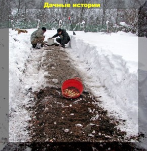 Цветы, которые стоит посадить под зиму: десять лучших вариантов для вашего сада