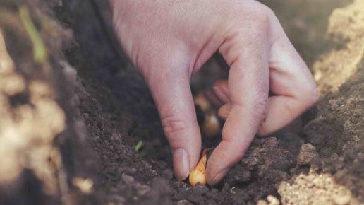 Как сохранить лук от стрелкования: секреты опытных дачников