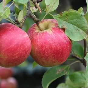 Как защитить яблоню от зимних мышей: эффективные методы