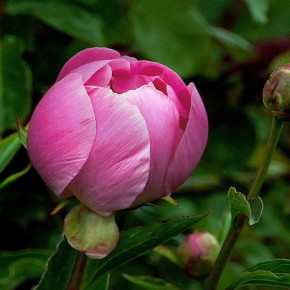 Секреты успешного деления пионов: как получить здоровые растения за считанные дни