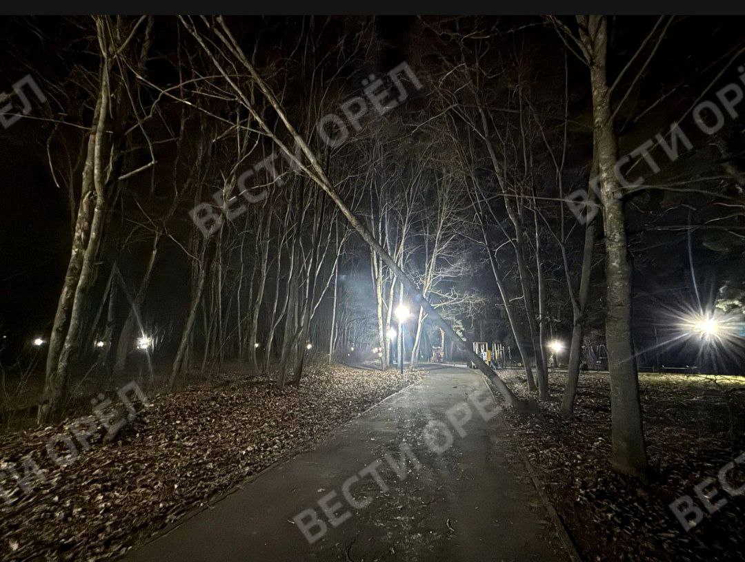 Фотофакт: сильный ветер в Орле повалил деревья в парке Ботаника Фотофакт: сильный ветер в Орле повалил деревья в парке Ботаника